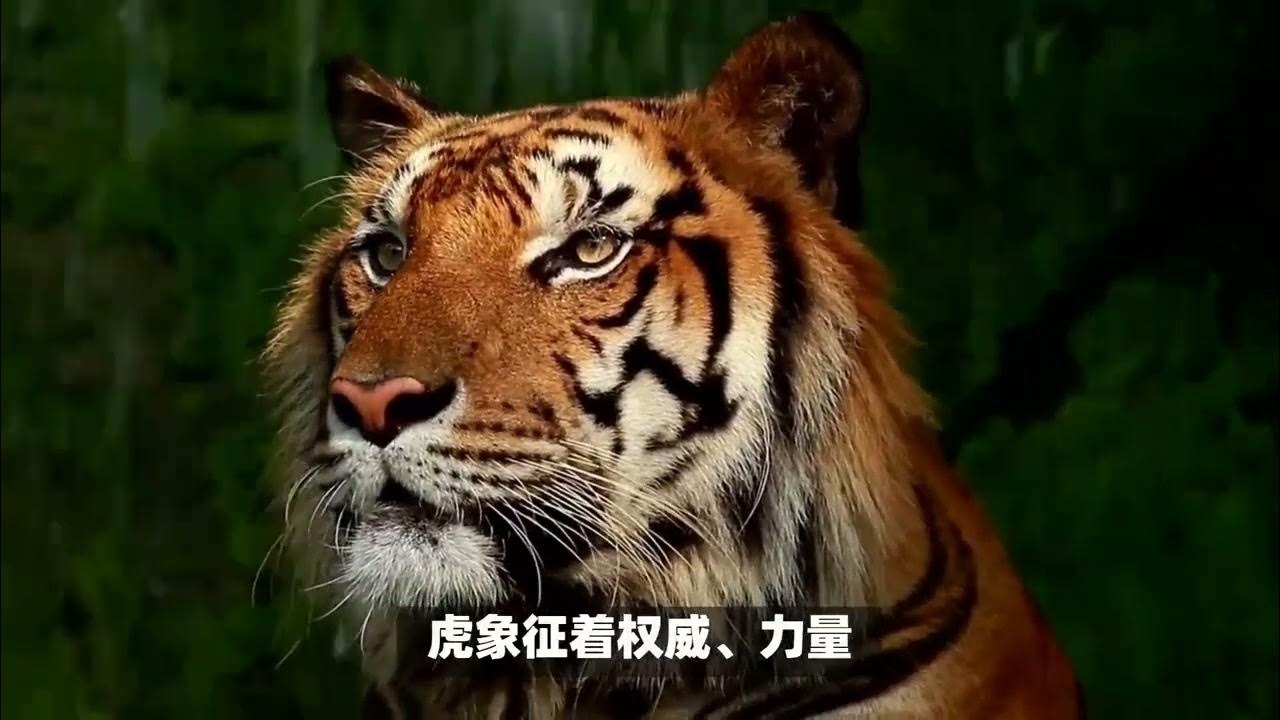 哪些属相不适合佩戴貔貅？插图