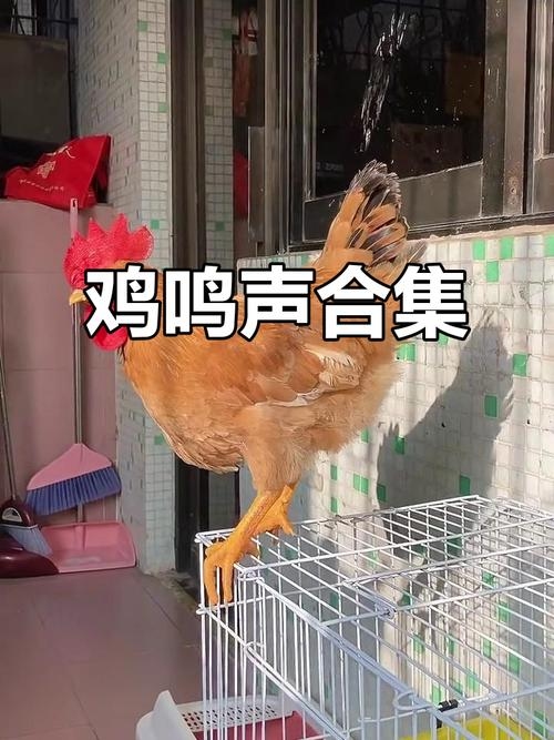 曲高和寡暗示的生肖是鸡，因为鸡的鸣声最为特别，一天到晚叽叽喳喳像是在唱歌。插图