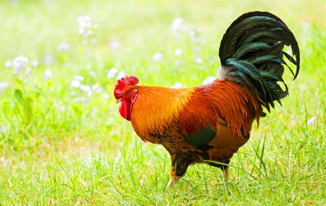 七月初七玄机解生肖，答案指向鸡与虎。插图