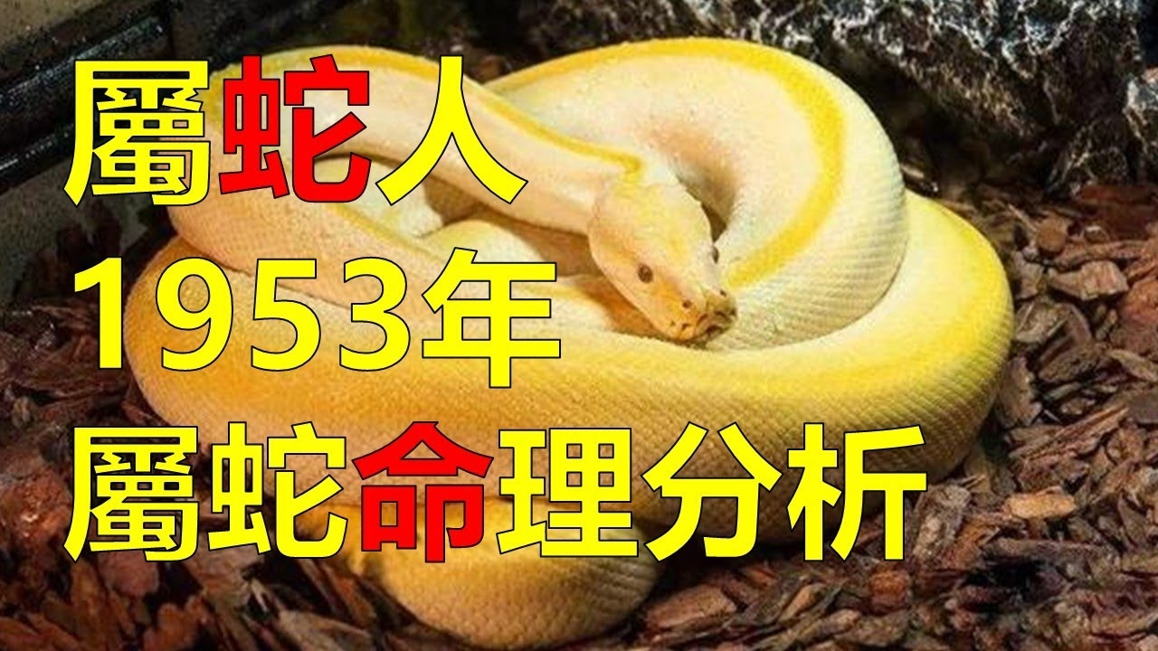 入木三分的生肖解析，蛇为最佳答案插图