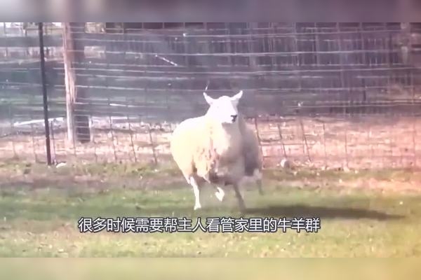 三长两短猜一生肖，谜底是狗。解释如下，三长指的是狗的尾巴、腿和舌头都是长的，两短则是指狗的耳朵和鼻子相对较短。插图