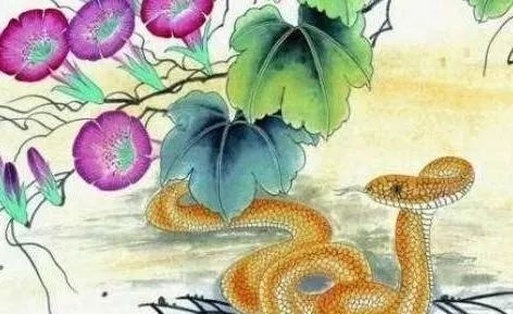 三长两短最佳生肖谜底蛇。插图