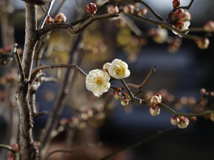 十大阴气重花名录插图