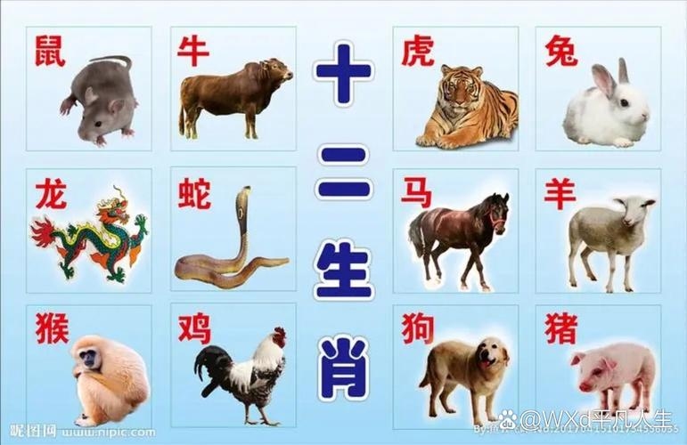 十二生肖排列顺序,鼠、牛、虎、兔、龙、蛇、马、羊、猴、鸡、狗、猪。插图 十二生肖排列顺序,鼠、牛、虎、兔、龙、蛇、马、羊、猴、鸡、狗、猪。插图