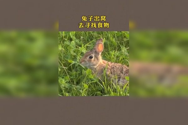 十二生肖属相排位详解与特点概览，鼠、牛、虎、兔、龙、蛇、马、羊、猴、鸡、狗、猪的顺序及寓意介绍插图