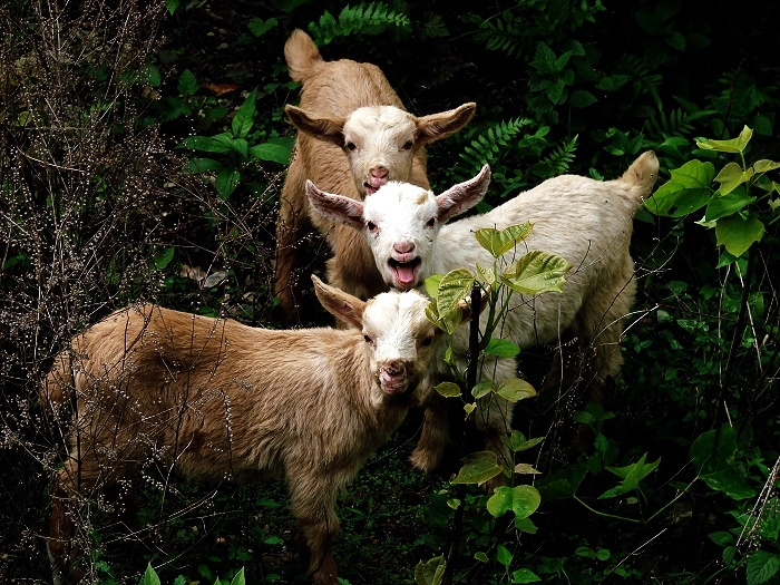 三五成群打一生肖，谜底是羊。羊群常以其群居特性象征群体，与三五成群描述的情景相契合。插图