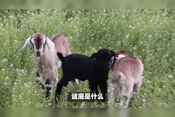 三五成群打一生肖，谜底是羊。三加五得八，生肖中羊排第八位，群字中有羊，且羊常群体出现象征和平与团结。插图