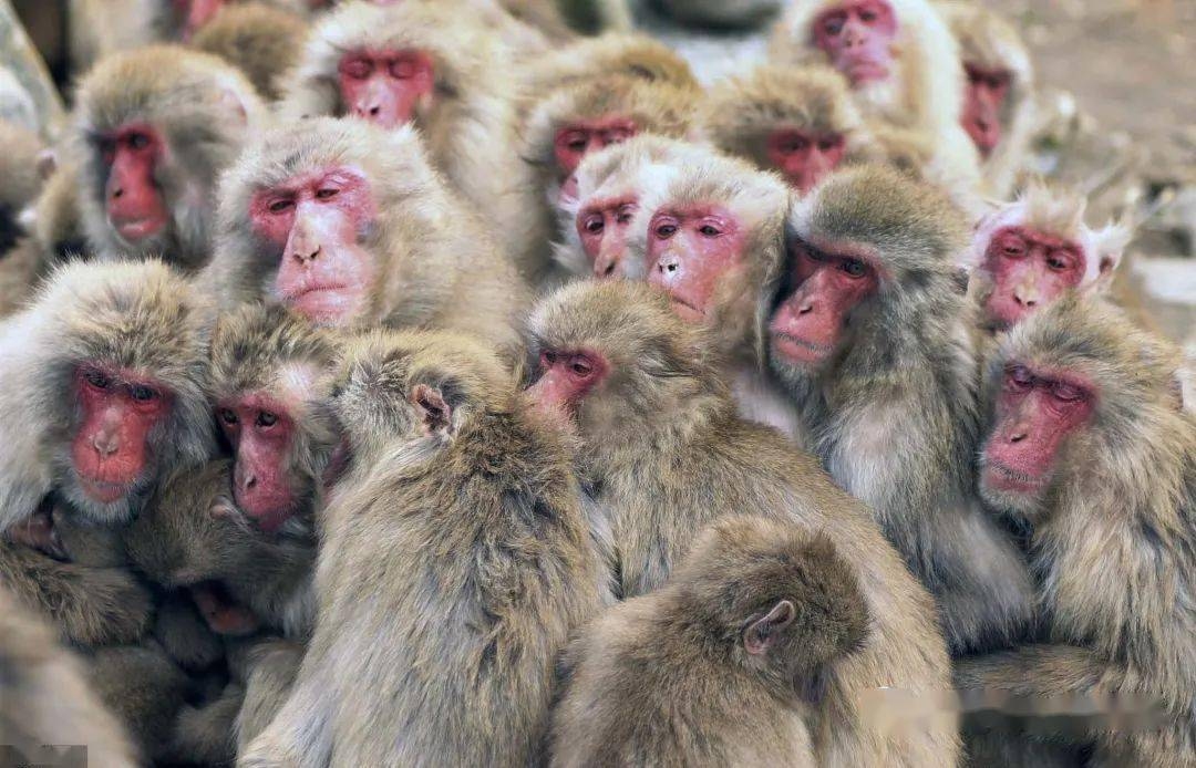 生肖抱团取暖的智慧与策略，鼠猴共渡寒冬插图