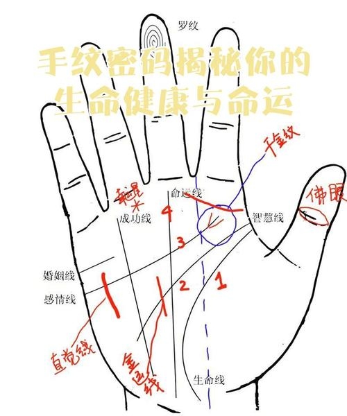 手相解读健康的真相与误区，掌纹背后的健康密码解析插图