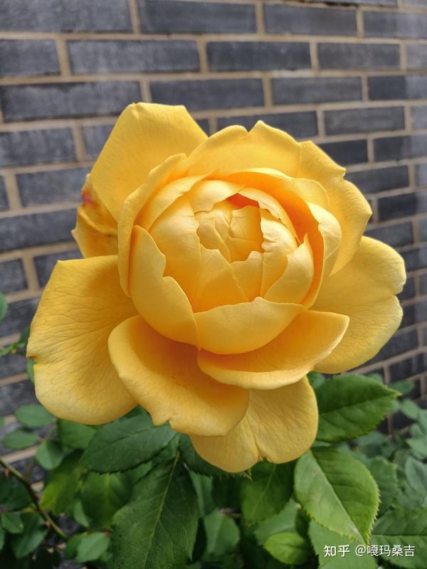 生肖牛，勤劳踏实的象征插图