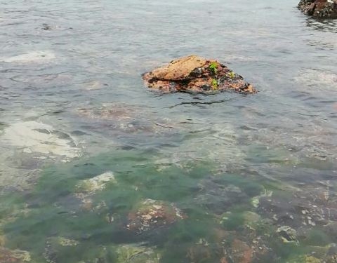 深圳情人岛免费景点情侣游插图