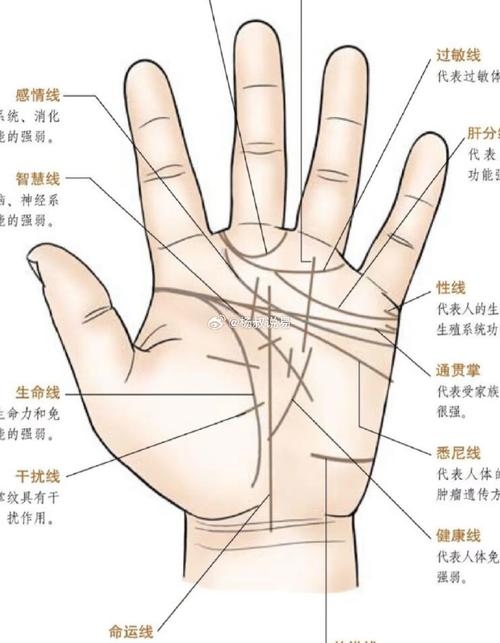 手相算命图解，成功线与财运纹路分析插图
