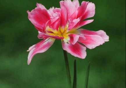 三催四请猜生肖，蛇猪龙皆有说。详细解析看成因，行动动态是关键。插图