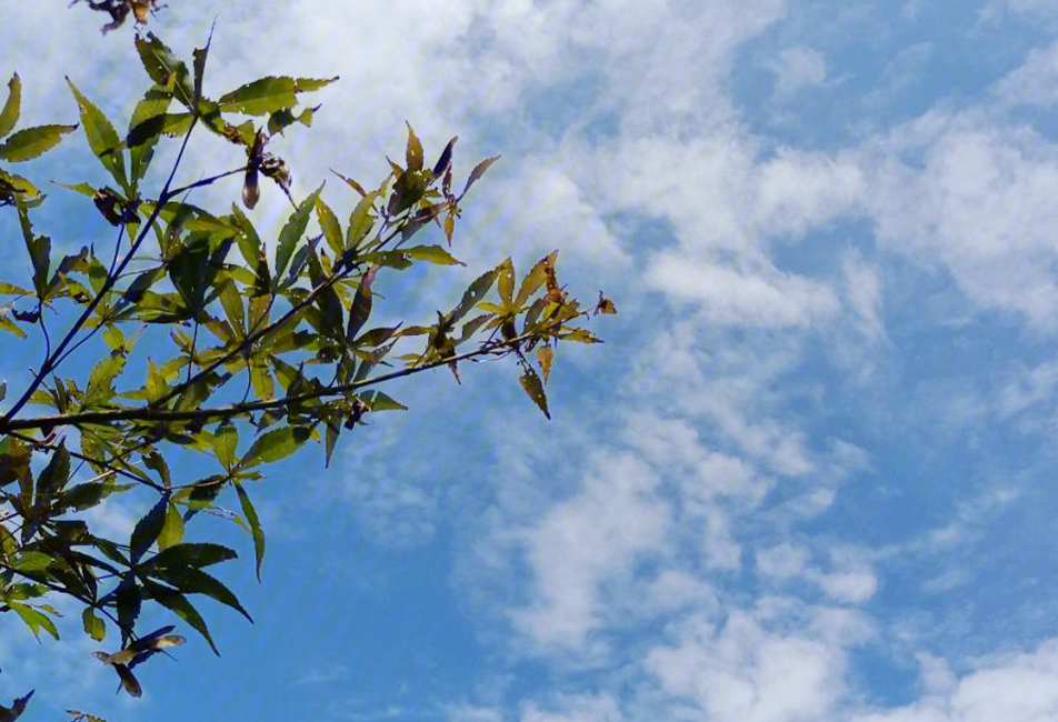 三伏天时间表（庚日计算及阶段划分），从夏至至末伏，初伏始于7月首旬。中、末伏天数固定为十天或二十天不等。插图