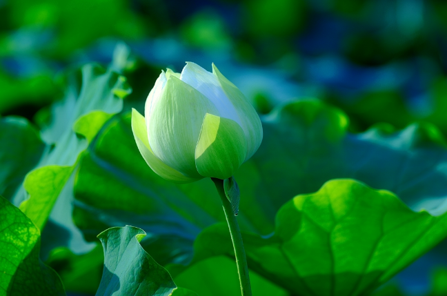 生肖鸡，花枝招展的魅力展现，解析多个角度下的生肖与花枝招展的联系。插图