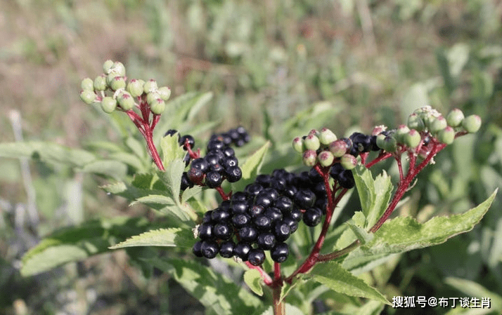 十里飘香生肖蛇插图