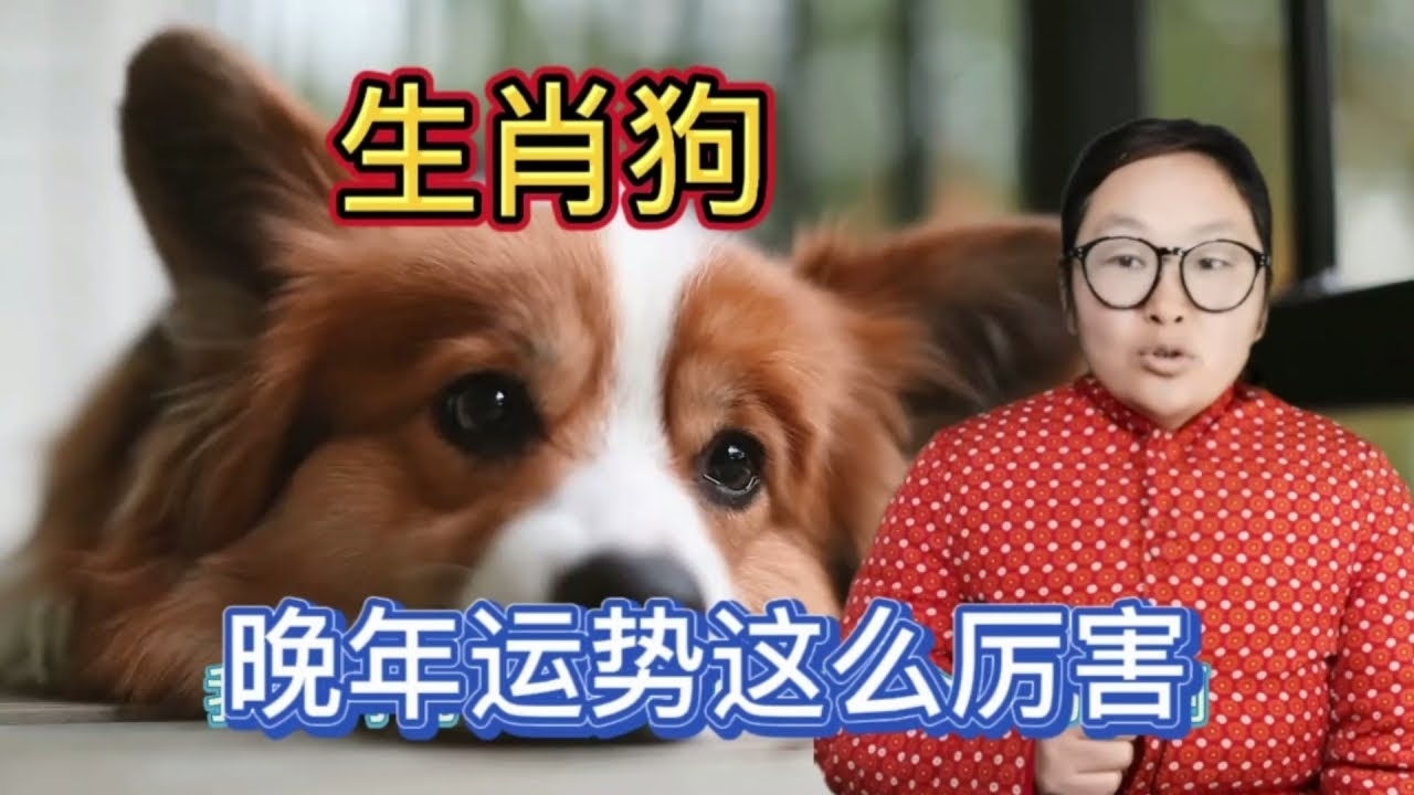 生肖狗性格解析，忠诚勇敢，意志坚定，属相相生相克解读及寡宿在月柱的影响。插图