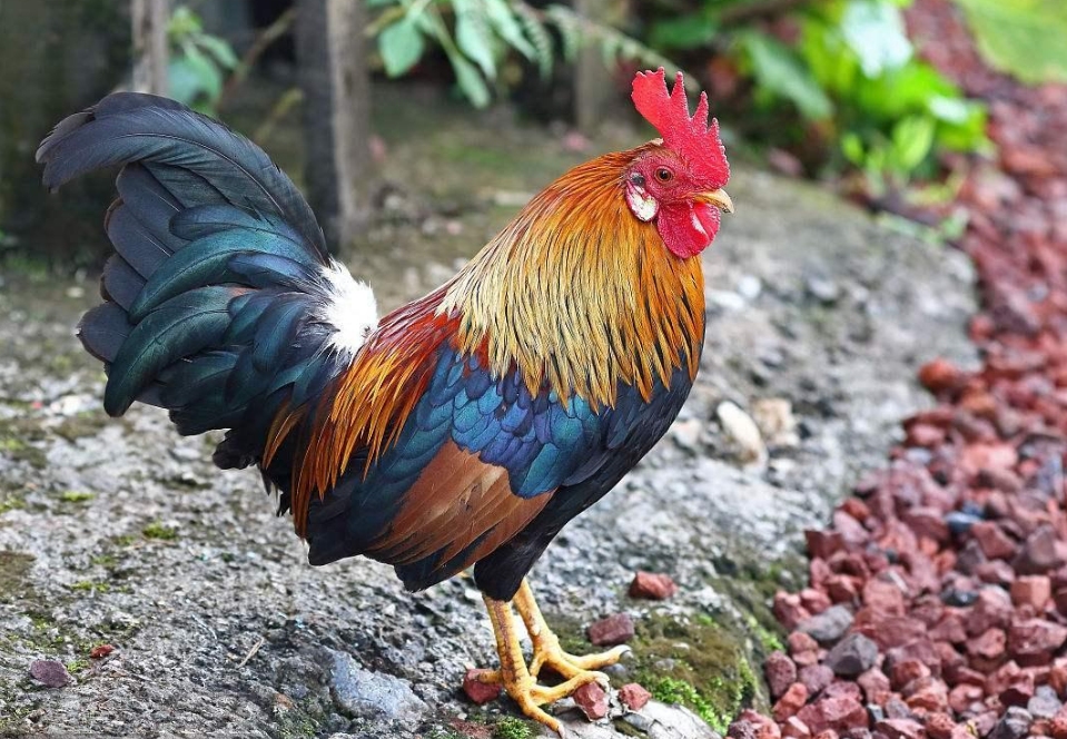 生肖鸡，公鸡齐声打鸣，象征异口同声插图