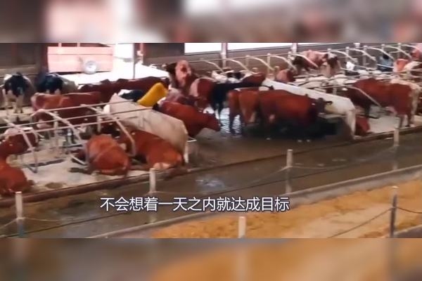 生肖谜语解析，官大权大肚子大的动物是？插图