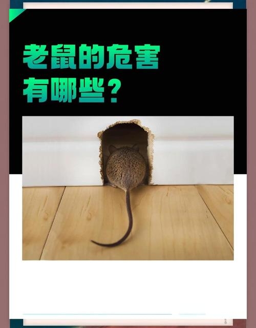 生肖鼠与毛骨悚然，胆小如鼠，恐惧感解读插图