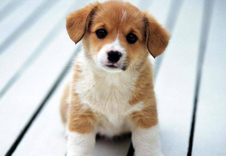 生肖中的动物摇头摆尾，狗、猴与蛇的特色解析插图