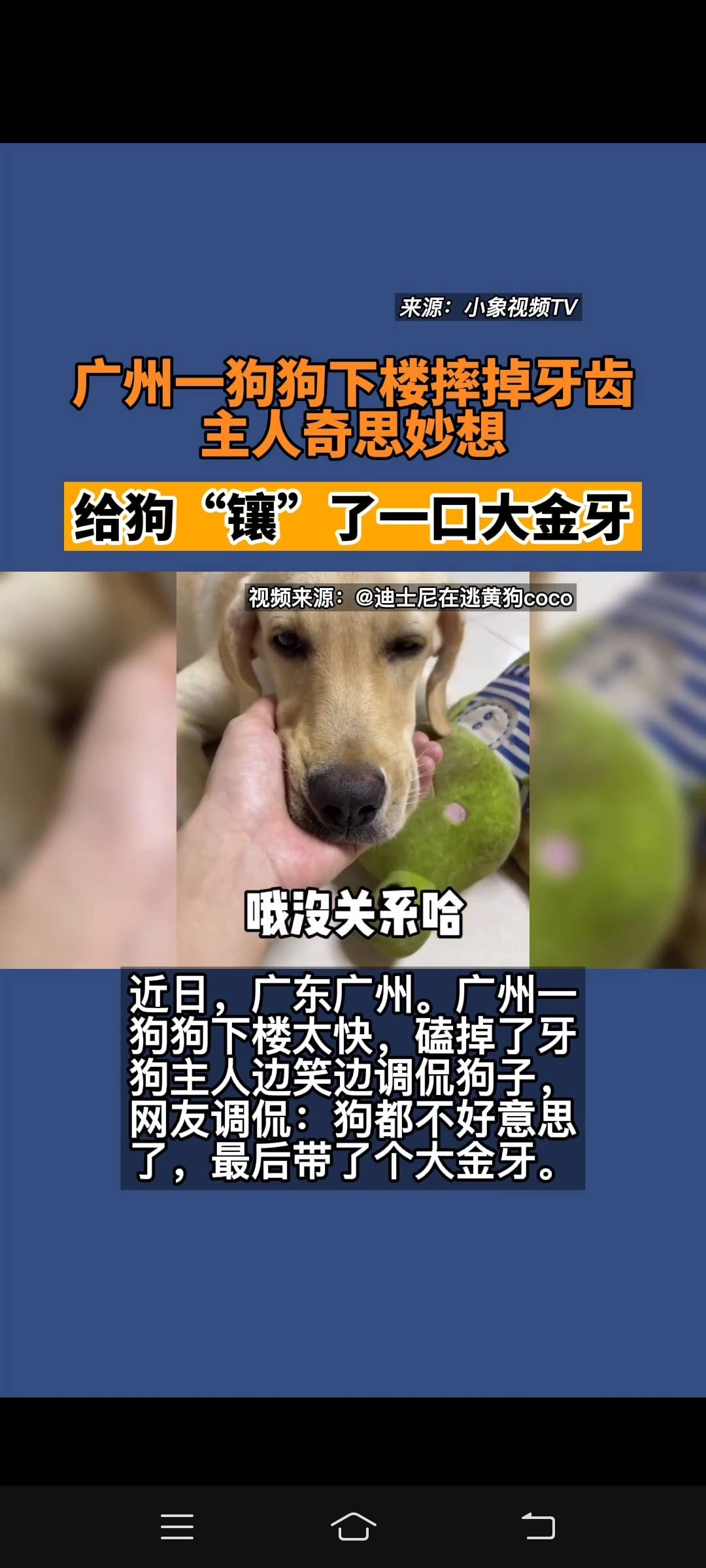 三寸之舌猜生肖狗插图 三寸之舌猜生肖狗插图