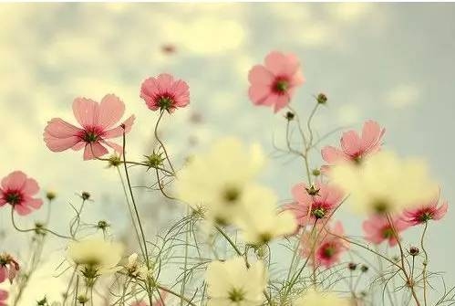 岁月静好网名插图