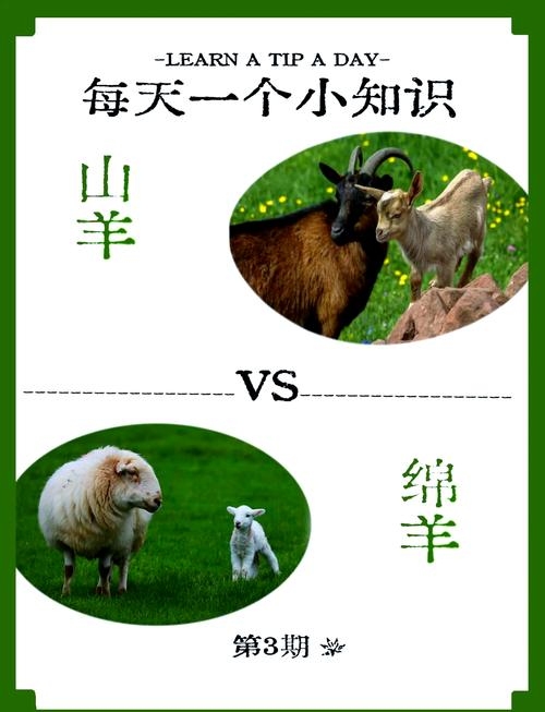 三阳开泰与生肖羊的紧密关联解析插图