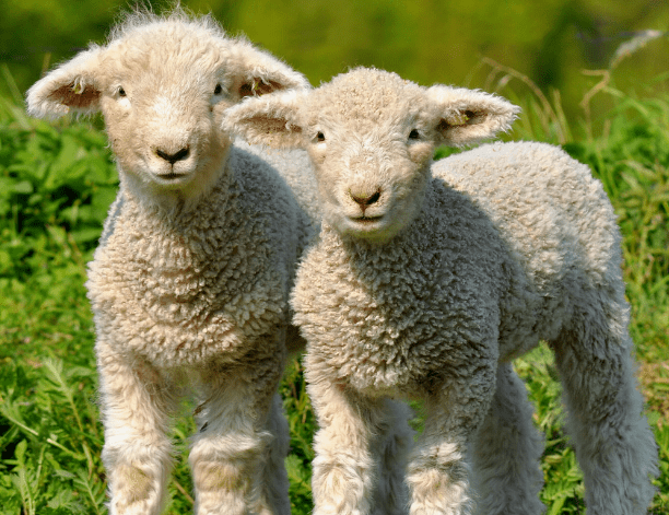 天各一方生肖谜底羊。插图