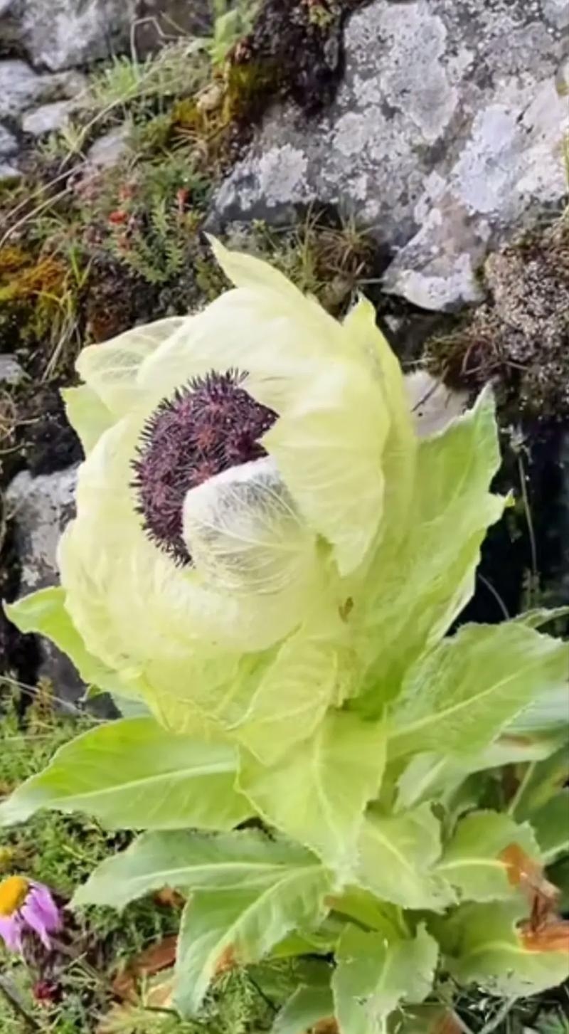 天山雪莲与生肖之谜插图