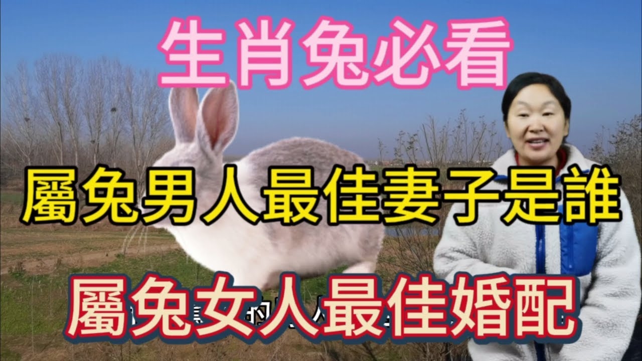 天生一对成伴侣打一生肖是兔插图