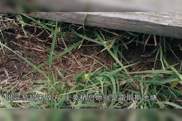 五光十色指蛇。插图 五光十色指蛇。插图