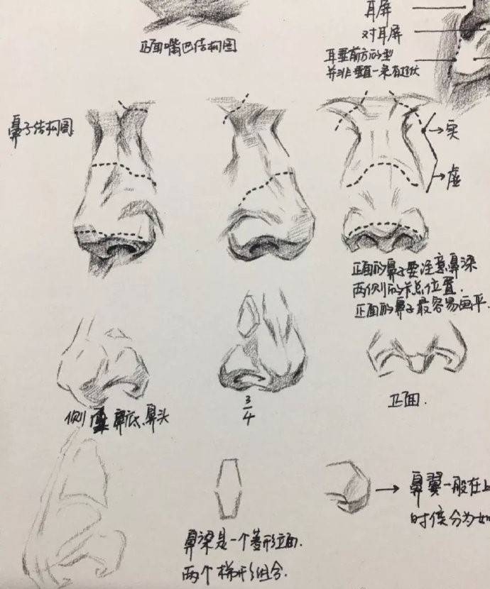 五官与命运，鼻子看相算命图解插图