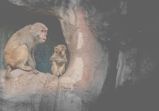 外强中干生肖分析插图