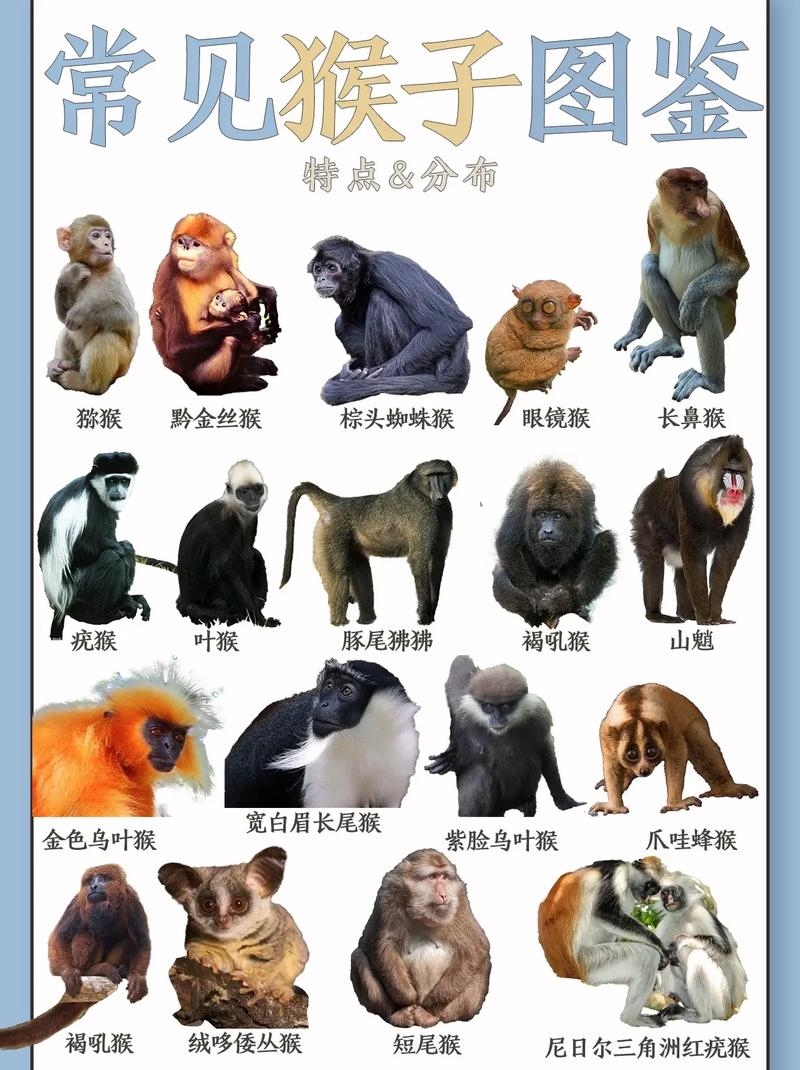 无所不知的生肖是猴。插图