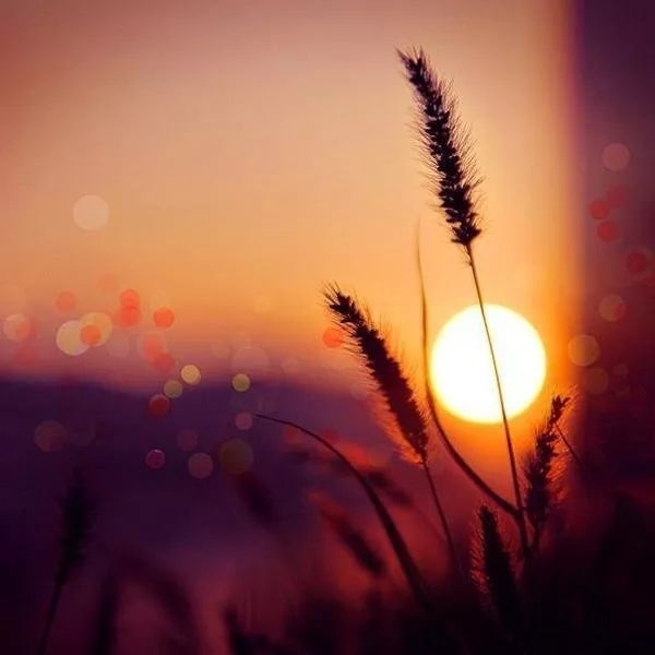 往事如烟，情逝似水——生肖之谜。插图