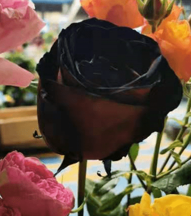 五月十四日玫瑰情人节插图