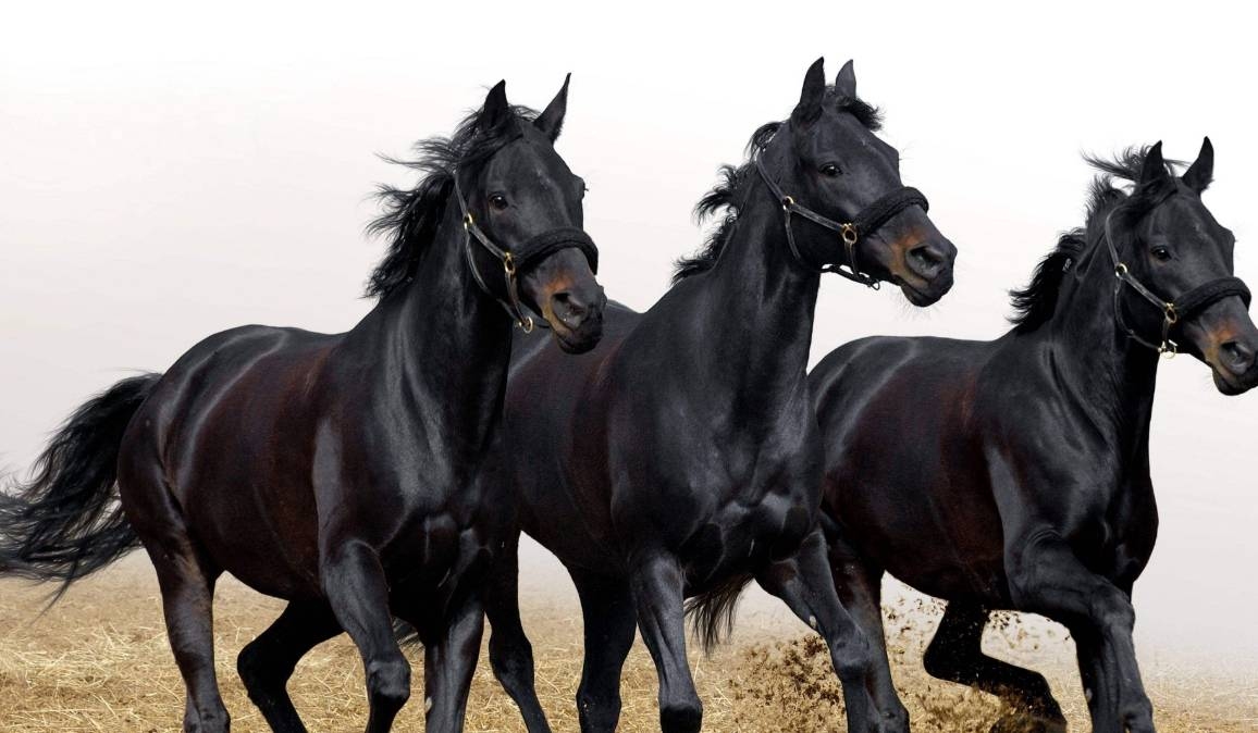 钦差大臣打一生肖，答案汇总，生肖龙、马或狗。插图