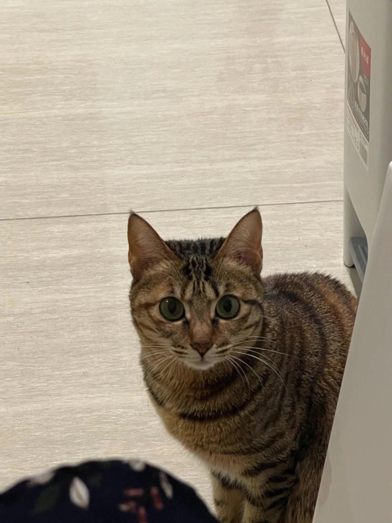 绝处逢生猜生肖，答案多样有鼠、羊、蛇、马等。成语意境与生肖特质相契合，鼠机智灵活，羊温顺坚韧，绝境中展现顽强生命力；蛇聪明适应性强，能在复杂环境中生存繁衍；马一往无前，逆境中勇往直前。插图