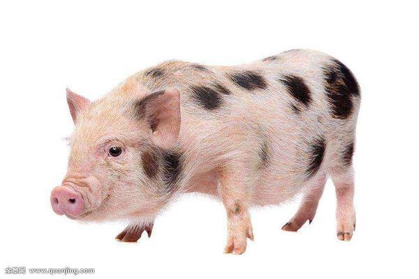 树大招风，猜一生肖——猪。插图