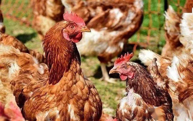 西风落叶生肖鸡插图 西风落叶生肖鸡插图