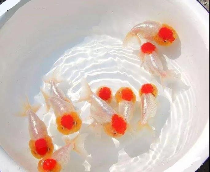 孕妇梦到抓鱼是胎梦吗插图