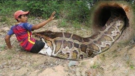 孕妇梦到蟒蛇，预示生男孩且未来成功。母子平安，多蛇梦则可能双胞胎或多胞胎。麻蛇或黑蛇为儿子之兆，花蛇绿蛇则为女儿之梦。插图