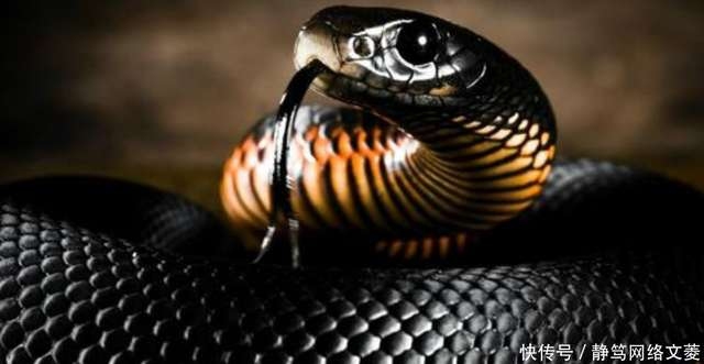 孕妇梦见黑狗咬预示宝宝健康与性别暗示插图 孕妇梦见黑狗咬预示宝宝健康与性别暗示插图