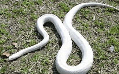 孕妇梦见蛇缠身预示解析孕妈梦到白蛇缠身，宝宝性别与健康暗示及心理压力大解读插图