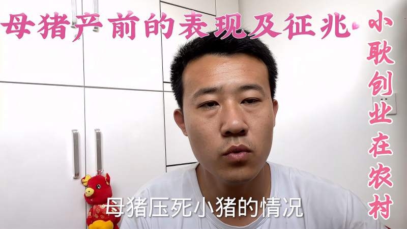 孕妇梦杀猪预兆及解析插图