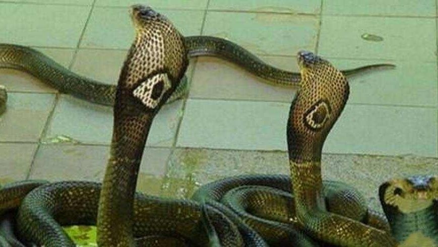 眉飞色舞与蛇的生肖之谜。插图