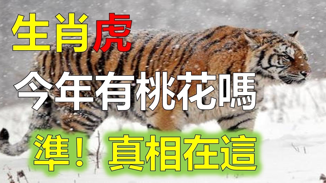 桃花初开，虎生肖显生机。插图