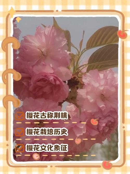 樱花的汉字与发音解析插图