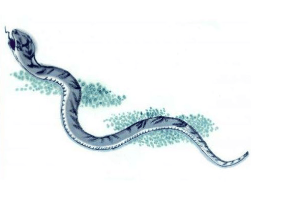 心怀鬼胎与生肖之谜，鼠、蛇或是其他？。插图